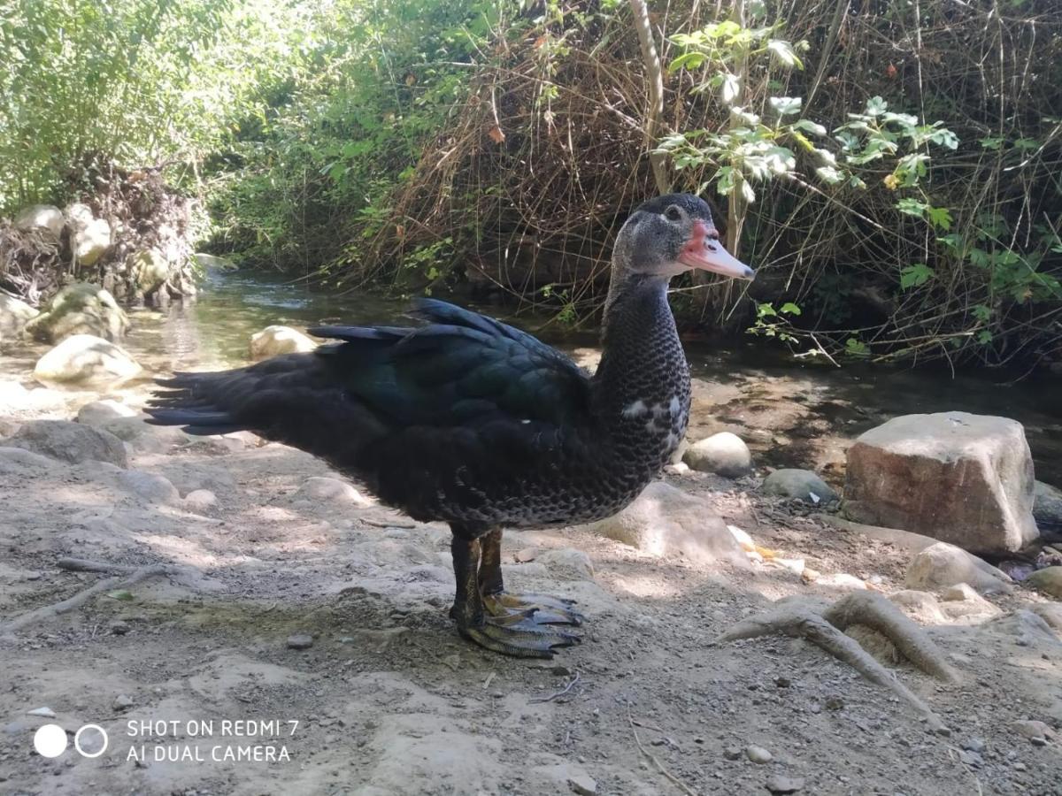 Alojamientos Sierra De Cadiz بيناماهوما المظهر الخارجي الصورة